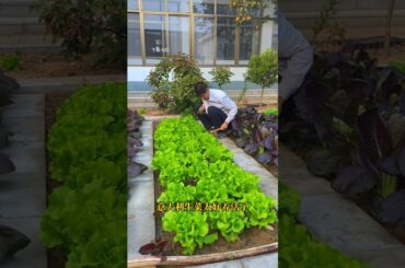 Italian lettuce is crisp and sweet, and there is little in the vegetable garden in spring.Can't do.