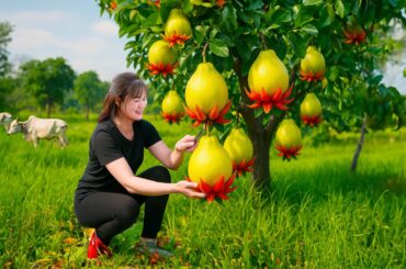 Harvesting Citron d'Asie Goes to the market sell - Raw materials for making Limoncello wine in Italy