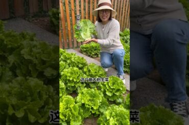 Italian lettuce is crispy, sweet and delicious. You can also grow it #ItalianRishina