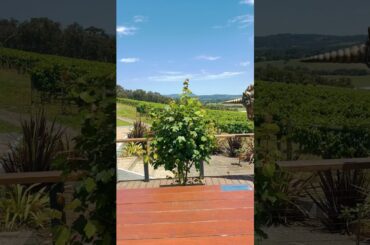 Yaara Valley Wineries #youtubeshorts #travel #ytshorts #chillvibes #love #reels #wine #world
