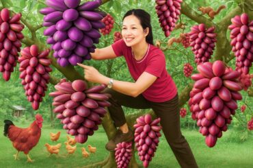 Midnight grape harvest where grapes grow on the vine | wine fermentation italy