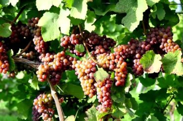 Pinot Gris Grapes | History, Characteristics, and Wine Styles