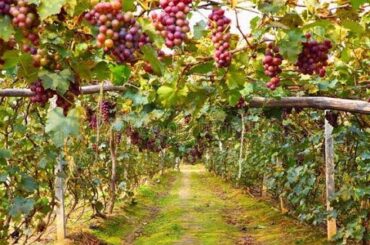 Million Tons of Grapes in 30 Days? Here's How Italy Farmers Do It!