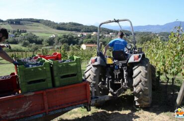 Wine Tour of Montecarlo (Tuscany)