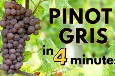 Understand PINOT GRIS in 4 minutes