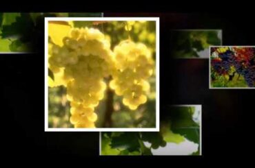 Prosecco Academy - Make Your Own Italian Wine