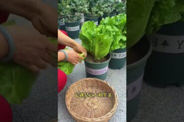 Italian lettuce, crisp and refreshing, indispensable in summer #ltalian lettuce #growingvegetables.