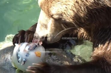 Icy snacks help provide cooling entertainment for zoo animals as Rome swelters in summer sun