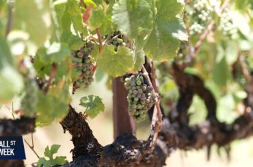 Wine Woes as President Trump’s Tariffs Loom