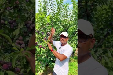 italian fruit #jabedekram #italy #fruit #agricultor #farmarlife