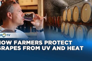 Unique Way to Prevent Sunburn on Mountain Grapes