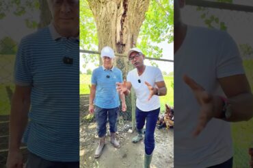 In Italy, hen eggs are a staple food #italyprobashi #italyhistory #agriculture #italianegg