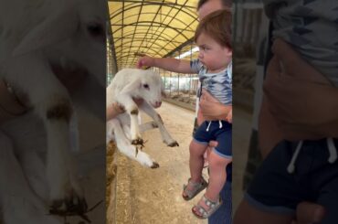 Cheese love- Italian Cooking Where does ricotta come from?  #howitsmade #cannoli #caseificio #italy