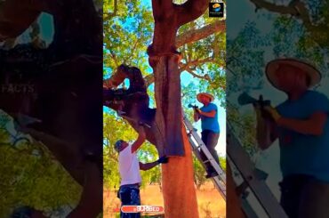 Wine Bottle Cork Cap Processing  ll TOT FACTS