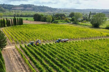 First Wine harvest of 2025 in Tuscany, Italy | 4K Drone footage
