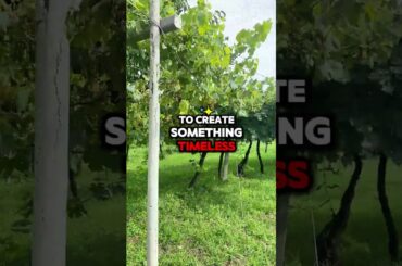 Journey Among Veneto's Vineyards