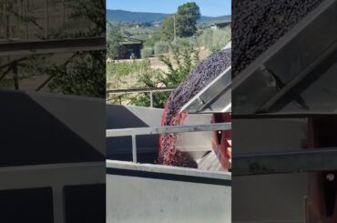 Wine in making! #travel #italy