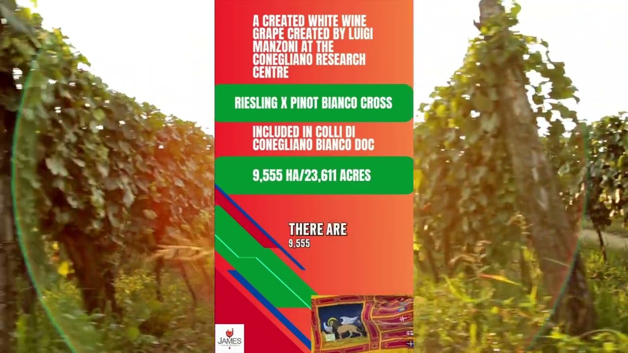 Italian Wine Grapes: Manzioni Bianco #howtopronounce #winegrape #italy #briefvideo Italian Wine Grapes: Manzioni Bianco #howtopronounce #winegrape #italy #briefvideo