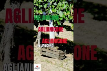 How to Pronounce Aglianicone (Italian Grape Variety) #howtopronounce #wine #italy #shorts