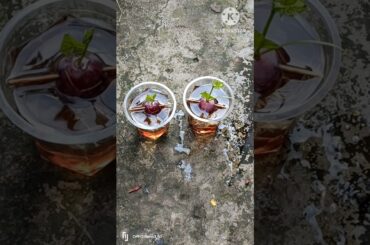 How to grow grape plants at home #shorts #grape