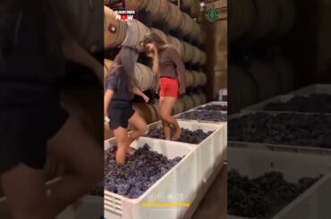 Traditional Grapes Wine Making Process