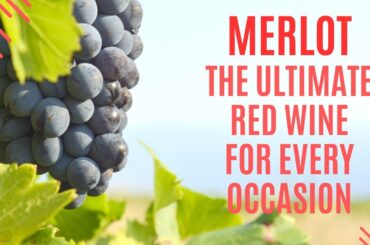 Merlot The Ultimate Red Wine for Every Occasion