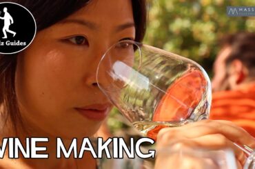 Wine Making and Tasting - Sant'anastasia vineyard - Sicily