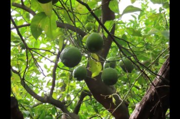 Sorrento and Naples, Italy 9/2025