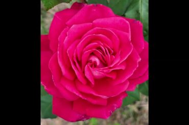 Crocco Winery visit with Coco's Italian Market Tours to Italy