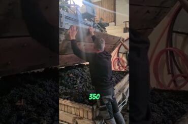 Italia penghasil wine terbesar di dunia? #shortvideo #streetfood #eropa