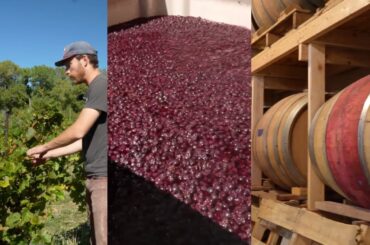 Why Low Intervention Wine Doesn't Give You Hangovers