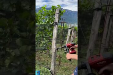 Italy’s Genius Anti-Hail Net That Saves Entire Vineyards #techmandu_official