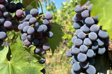 Wine sampling with explanation!  #winemaking #winery #italy