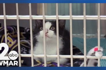 Little Italy community collects food for Baltimore Humane Society