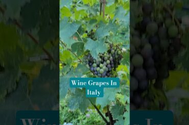 Tasting Wine Grapes for the First Time at 16th Century Villa Betteloni Exclusive Tour with the Owner