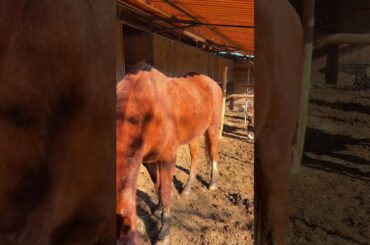 #wine #winetasting #vineyardtour #travel #discover #italia #italy #italian #viralshort #viralvideos