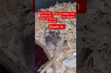 baby hamster eating pasta with Vongole#past#hamster ##pets#italy#fyp #philippines#pleasesubscribe