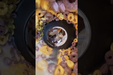 Milk corn #food #360 #italy #viralvideo #viral #eating