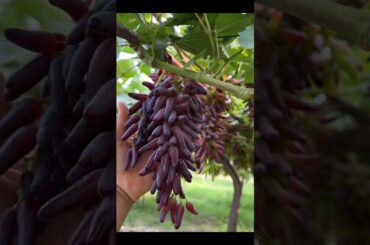 Beautiful Vineyards #agriculture #satisfying #farming