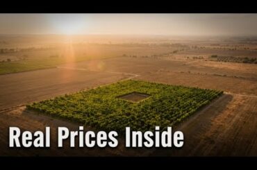 Buying a Vineyard in Puglia Italy Real Prices and Locations Revealed