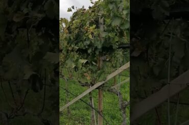 Retractable Hail Protection for Vineyards: The Whailex System Explained