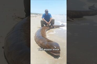 Giant Italian Catfish: Record-Breaking River Monster!