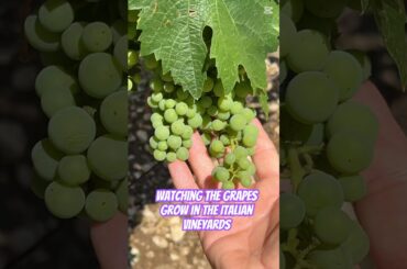 Abruzzo Italy vineyards. #travel #italianregion #wine