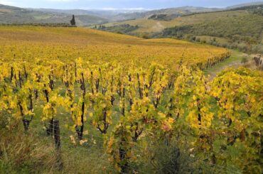 TUSCANY, ITALY! Wine country is just so beautiful! #italy #tuscany #winecountry