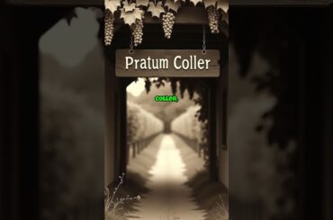 Andrea Pirlo's Secret Wine Collection #andreapirlo #winecollection #vineyard