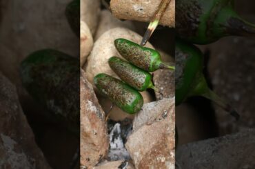 Chicago-Style Italian Beef Sandwich | Bushcraft Cooking in the Wild#outdoorcooking  #asmr #cooking