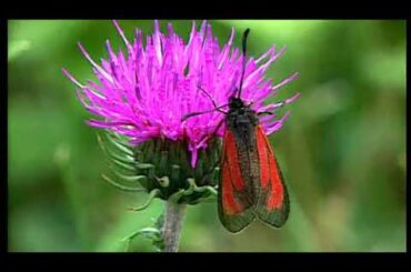 Alto Adige - Northern Italy Vacations