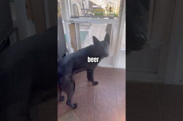 The Dog Gets Me A Beer and I Cook Hot Italian Sausage