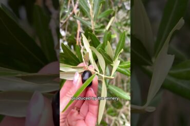 The tastiest tour in Tuscany #chianti  #thingstodoinFlorence #shorts