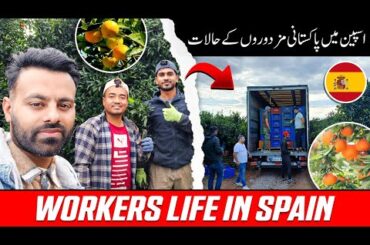 Orange Work in Spain Valencia || Spain Valencia Malton Ka Kaam || Agriculture Job Spain Valencia 1.M